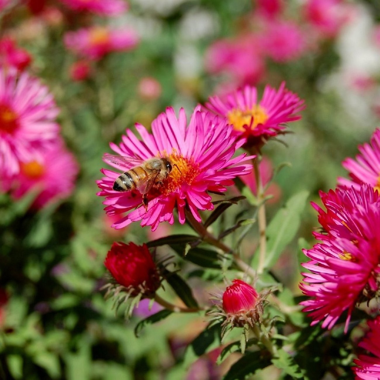 Obrázok Astra krovitá (Aster dumosus) ´ANNEKE´ - kont. C2L